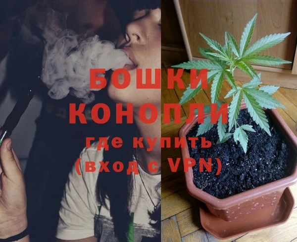 сатива Беломорск